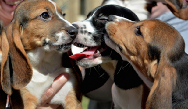 Cuteness Overload: Test Tube Puppies Say 'Hello World'