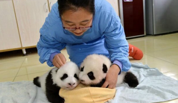 Panda Babies