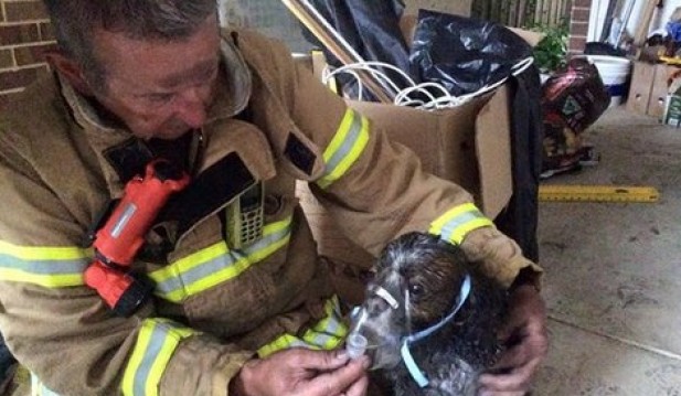 Firefighter and dog.