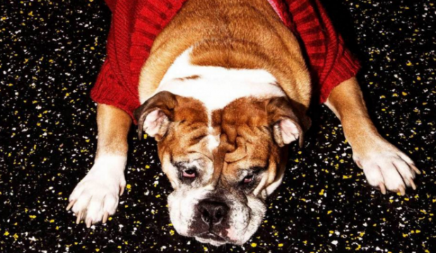 Dog With Ugly Christmas Sweater