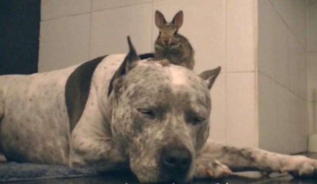 Sharky The Pit Bull and Baby Bunny