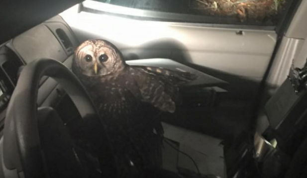 Owl Attacks Police Officer
