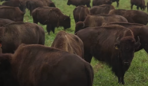 Genetically Pure Bison Herd