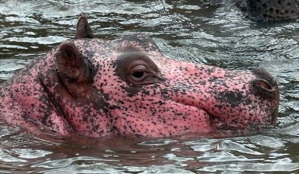 Pink Hippo