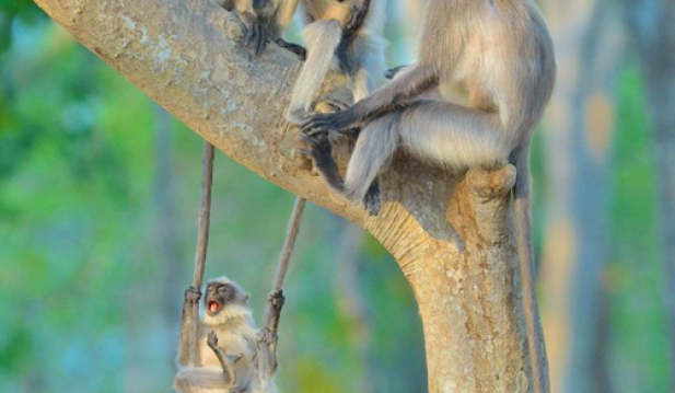 Langur Monkeys