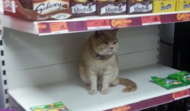 Olly On A Shelf