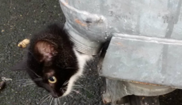 Stuck Kitten in Garbage