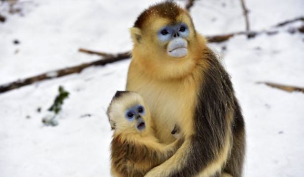 Expressive Baby Golden Monkey
