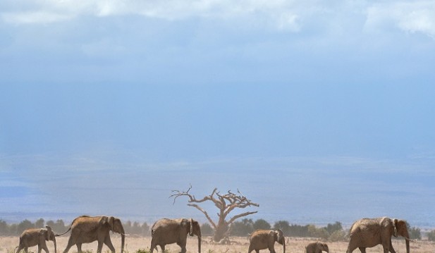Elephants In A Herd