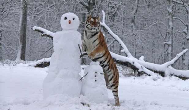 Tiger and Snowman