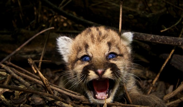 Mountain Lion Kitten