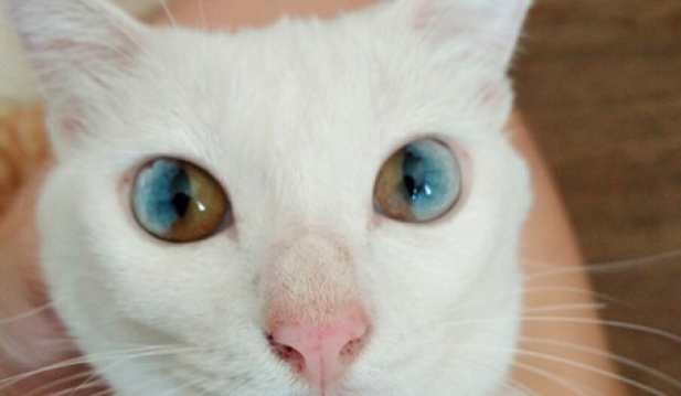 Cat With Blue and Green Eyes