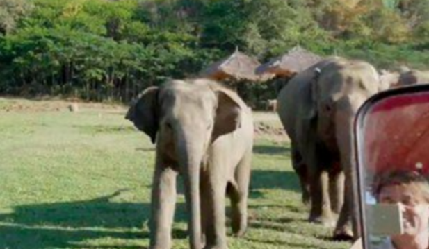 Elephants Running To Darrick