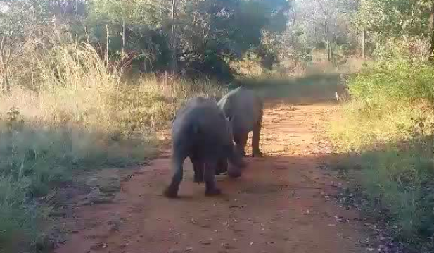 Rhinos Playing