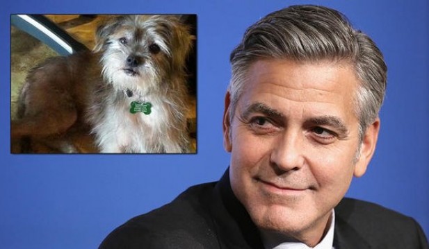 George Clooney Adopts Rescue Dog