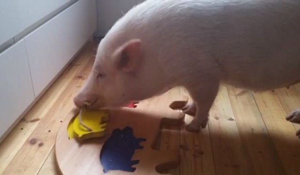 Moritz the pig