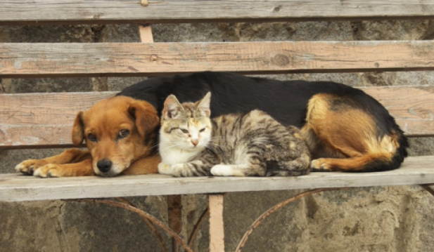 Cat and Dog on a Bench