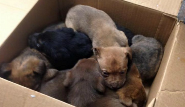 Box Of Puppies