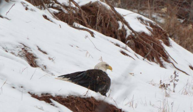 Eagle Stuck In Snow