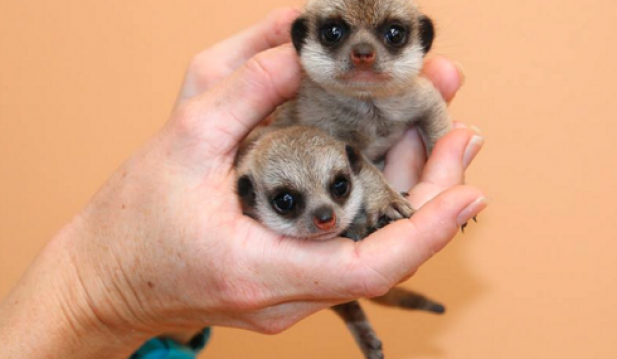 Meerkats in Hand