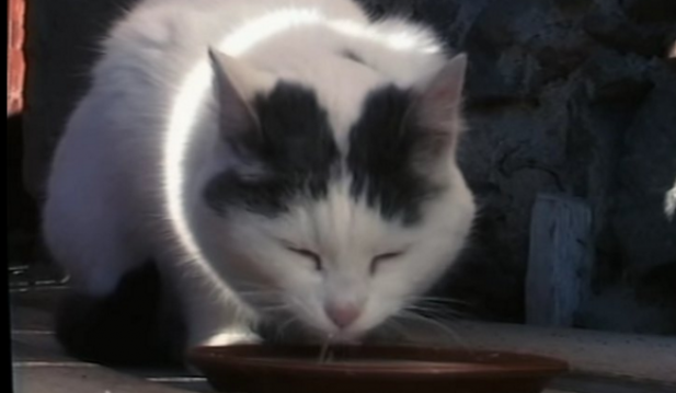 The Original Cat Video