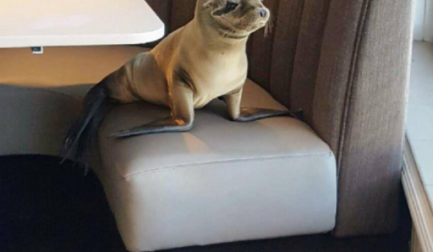 Sea Lion In California Restaurant