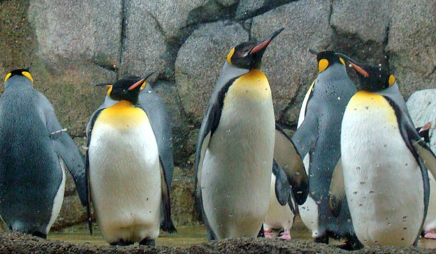 Penguin - King