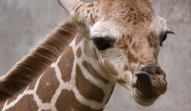 Giraffe Needs A Name