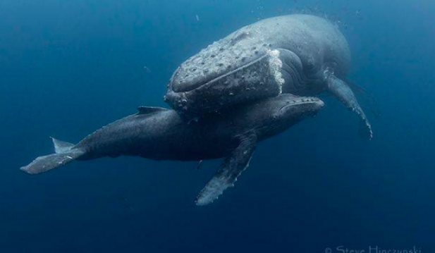 Mother and Baby Whale Snuggle
