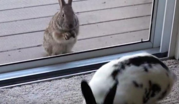 Wild Rabbit and House Bunny