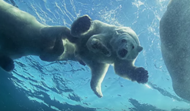 Baby Polar Bear Swimming