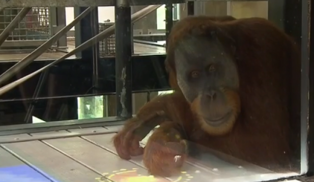 Malu The Orangutan