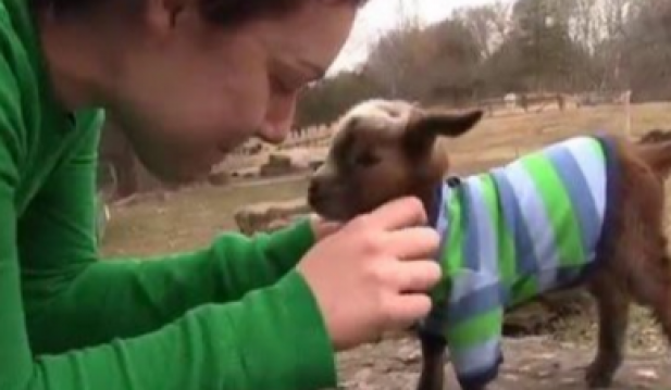 Violet The Baby Goat