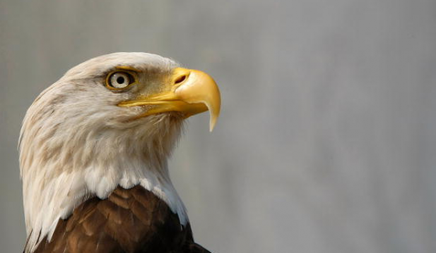 Bald Eagles Killed In Maryland