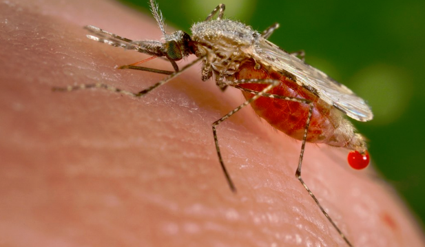 Florida Zika Virus
