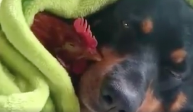 Dog + Chicken