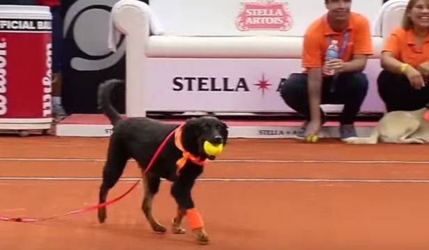 Tennis Ball Dogs