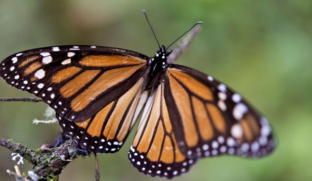 Monarch Butterflies Might be Making a Comeback