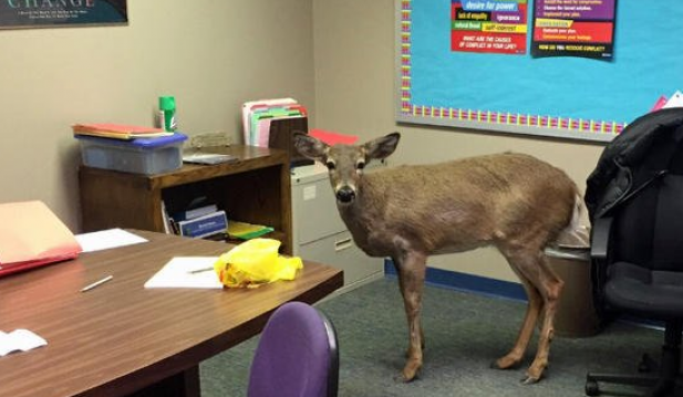 Deer in a Classroom