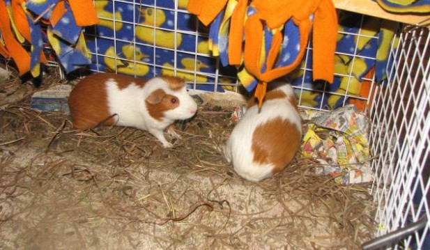 Felix and Oscar guinea pigs