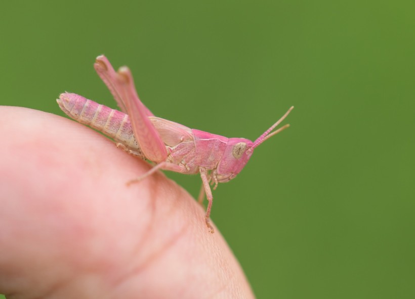 An extemely rare pink grasshopper.