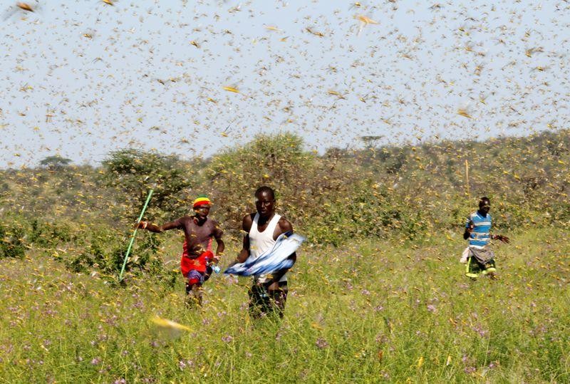 Locust Swarms