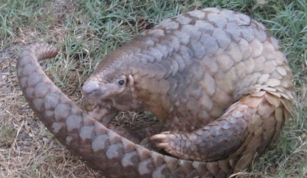  Facebook Users Still Buy, Sell Pangolin Parts Despite Being Tagged as 'Coronavirus Carrier' 