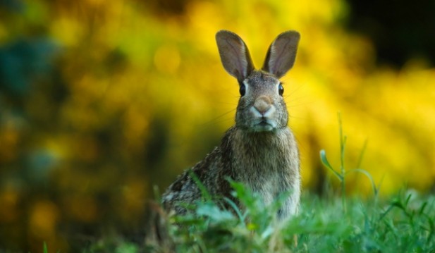 Rabbits are suffering from a new virus outbreak
