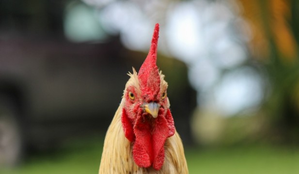 Dispute over a loud rooster caused a murder via eye gouging