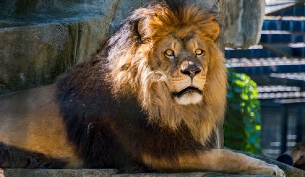 Australian Zookeeper Mauled by Lions, Suffered Critical Bites on Head and Neck