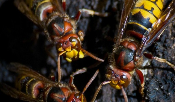 European Wasps spread throughout Australia invading the natural ecosystem