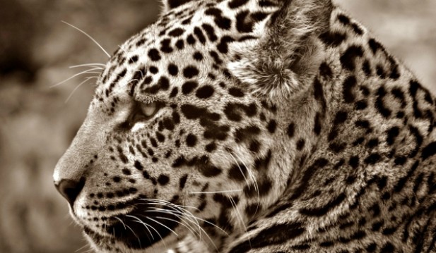 A study has linked China to the surge of jaguar killings in Belize