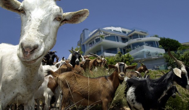 GOATS PROTECT HOUSES FROM FIRE