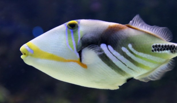 Bizarre fish found with human-like teeth